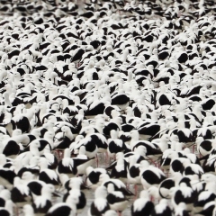 Stella Donnelly LP (P/E)